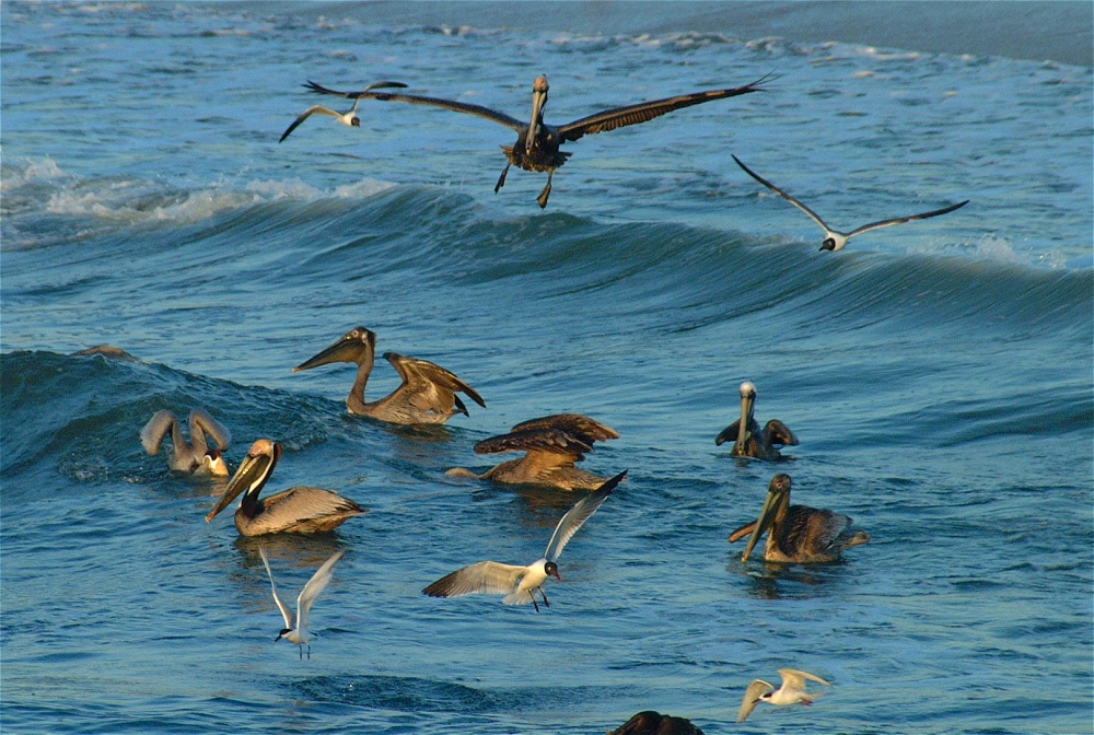 (34) Dscf0959 (pelicans).jpg   (1000x672)   311 Kb                                    Click to display next picture